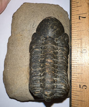 Load image into Gallery viewer, Huge Morocops Fossil Trilobite 2.5+ Inches