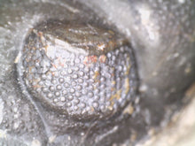 Load image into Gallery viewer, Huge Morocops Fossil Trilobite 2.5+ Inches