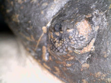 Load image into Gallery viewer, Huge Morocops Fossil Trilobite 2.5+ Inches