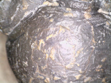 Load image into Gallery viewer, Huge Morocops Fossil Trilobite 2.5+ Inches