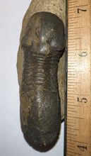 Load image into Gallery viewer, Huge Rare Paralejurus Fossil Trilobite 3+ Inches