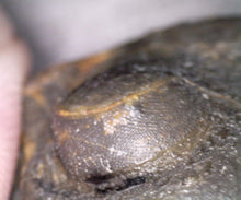 Load image into Gallery viewer, Huge Rare Paralejurus Fossil Trilobite 3+ Inches