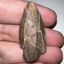 Load image into Gallery viewer, Tyrannosaurus Rex Fossil Partial Tooth 1.48 Inches