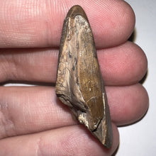 Load image into Gallery viewer, Tyrannosaurus Rex Fossil Partial Tooth 1.48 Inches