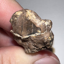 Load image into Gallery viewer, Tyrannosaurus Rex Fossil Partial Tooth 1.48 Inches