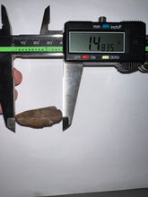 Load image into Gallery viewer, Tyrannosaurus Rex Fossil Partial Tooth 1.48 Inches