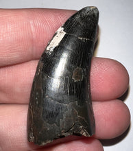 Load image into Gallery viewer, Tyrannosaurus Rex Fossil Tooth 1.755 Inches Hell Creek Formation South Dakota