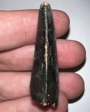 Load image into Gallery viewer, Tyrannosaurus Rex Fossil Tooth 1.755 Inches Hell Creek Formation South Dakota