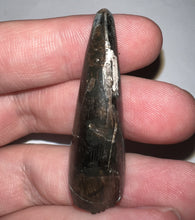 Load image into Gallery viewer, Tyrannosaurus Rex Fossil Tooth 1.755 Inches Hell Creek Formation South Dakota