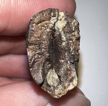Load image into Gallery viewer, Tyrannosaurus Rex Fossil Tooth 1.755 Inches Hell Creek Formation South Dakota