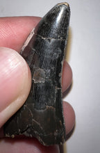 Load image into Gallery viewer, Tyrannosaurus Rex Fossil Tooth 1.755 Inches Hell Creek Formation South Dakota