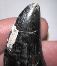 Load image into Gallery viewer, Tyrannosaurus Rex Fossil Tooth 1.755 Inches Hell Creek Formation South Dakota