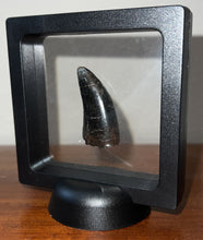 Load image into Gallery viewer, Tyrannosaurus Rex Fossil Tooth 1.755 Inches Hell Creek Formation South Dakota