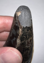 Load image into Gallery viewer, Tyrannosaurus Rex Fossil Tooth 2.5 Inches Hell Creek Formation Montana