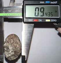 Load image into Gallery viewer, Tyrannosaurus Rex Fossil Tooth 2.5 Inches Hell Creek Formation Montana