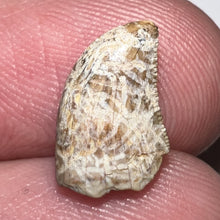 Load image into Gallery viewer, Tyrannosaurus Rex Fossil Juvenile Tooth .469 Inches NO REPAIR!