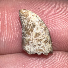Load image into Gallery viewer, Tyrannosaurus Rex Fossil Juvenile Tooth .469 Inches NO REPAIR!