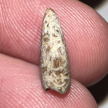 Load image into Gallery viewer, Tyrannosaurus Rex Fossil Juvenile Tooth .469 Inches NO REPAIR!