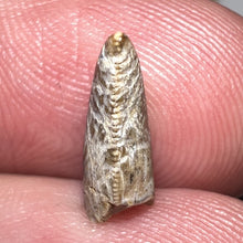 Load image into Gallery viewer, Tyrannosaurus Rex Fossil Juvenile Tooth .469 Inches NO REPAIR!