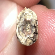 Load image into Gallery viewer, Tyrannosaurus Rex Fossil Juvenile Tooth .469 Inches NO REPAIR!