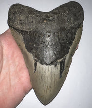 Load image into Gallery viewer, Monster Size Megalodon Fossil Shark Tooth 6.43 Inches Great Serrations! Not Repaired!