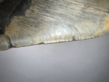 Load image into Gallery viewer, Monster Size Megalodon Fossil Shark Tooth 6.43 Inches Great Serrations! Not Repaired!