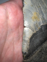 Load image into Gallery viewer, Monster Size Megalodon Fossil Shark Tooth 6.43 Inches Great Serrations! Not Repaired!