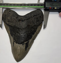 Load image into Gallery viewer, Monster Size Megalodon Fossil Shark Tooth 6.43 Inches Great Serrations! Not Repaired!