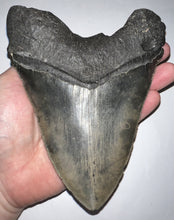 Load image into Gallery viewer, Monster Size Megalodon Fossil Shark Tooth 6.12 Inches Fantastic Serrations! Not Repaired!