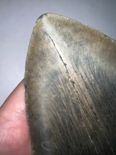Load image into Gallery viewer, Monster Size Megalodon Fossil Shark Tooth 6.12 Inches Fantastic Serrations! Not Repaired!