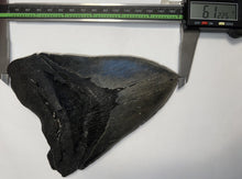 Load image into Gallery viewer, Monster Size Megalodon Fossil Shark Tooth 6.12 Inches Fantastic Serrations! Not Repaired!