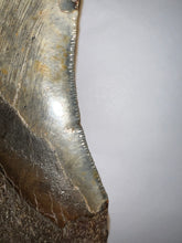 Load image into Gallery viewer, Monster Size Megalodon Fossil Shark Tooth 6.44 Inches Fantastic Serrations! Not Repaired!