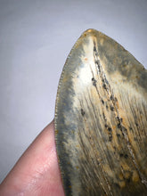 Load image into Gallery viewer, Monster Size Megalodon Fossil Shark Tooth 6.44 Inches Fantastic Serrations! Not Repaired!