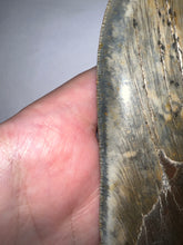 Load image into Gallery viewer, Monster Size Megalodon Fossil Shark Tooth 6.44 Inches Fantastic Serrations! Not Repaired!