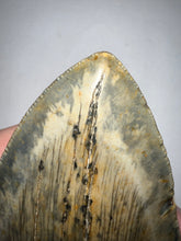 Load image into Gallery viewer, Monster Size Megalodon Fossil Shark Tooth 6.44 Inches Fantastic Serrations! Not Repaired!