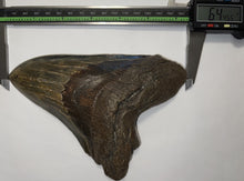 Load image into Gallery viewer, Monster Size Megalodon Fossil Shark Tooth 6.44 Inches Fantastic Serrations! Not Repaired!