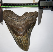 Load image into Gallery viewer, Monster Size Megalodon Fossil Shark Tooth 6.44 Inches Fantastic Serrations! Not Repaired!
