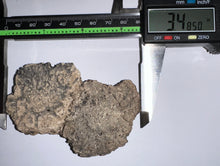 Load image into Gallery viewer, Glyptodont Rare 2 Connected Scutes 3.48 Inches