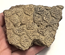 Load image into Gallery viewer, Glyptodont Rare 4 Connected Scutes 3.69 Inches