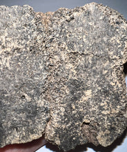 Load image into Gallery viewer, Glyptodont Rare 4 Connected Scutes 3.69 Inches