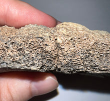 Load image into Gallery viewer, Glyptodont Rare 4 Connected Scutes 3.69 Inches