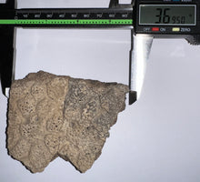 Load image into Gallery viewer, Glyptodont Rare 4 Connected Scutes 3.69 Inches