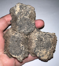 Load image into Gallery viewer, Glyptodont Rare 3 Connected Scutes 4.28 Inches