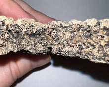 Load image into Gallery viewer, Glyptodont Rare 3 Connected Scutes 4.28 Inches