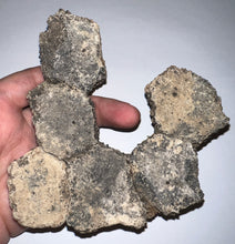 Load image into Gallery viewer, Glyptodont Rare 6 Connected Scutes 4.86 Inches