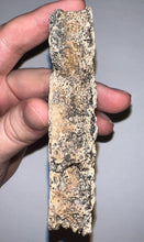 Load image into Gallery viewer, Glyptodont Rare 6 Connected Scutes 4.86 Inches