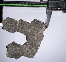 Load image into Gallery viewer, Glyptodont Rare 6 Connected Scutes 4.86 Inches