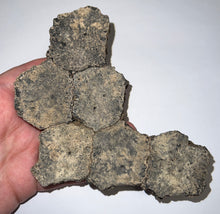 Load image into Gallery viewer, Glyptodont Rare 6 Connected Scutes 6.24 Inches