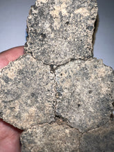 Load image into Gallery viewer, Glyptodont Rare 6 Connected Scutes 6.24 Inches