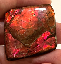 Load image into Gallery viewer, Ammolite Ammonite Gem Stone from Alberta 1.4 Inches